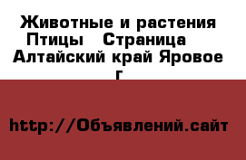 Животные и растения Птицы - Страница 2 . Алтайский край,Яровое г.